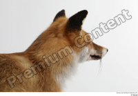 Red fox head 0008.jpg
